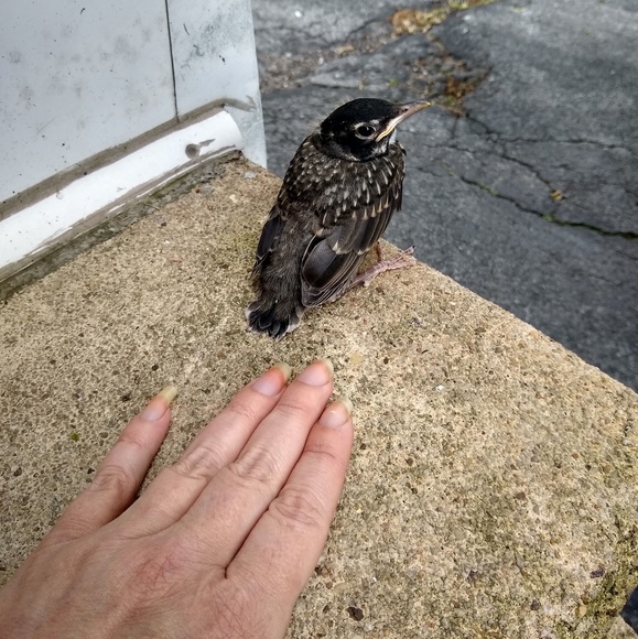 🌟Meet Your Posher, Rebecca🌟 - Picture 2 of 3